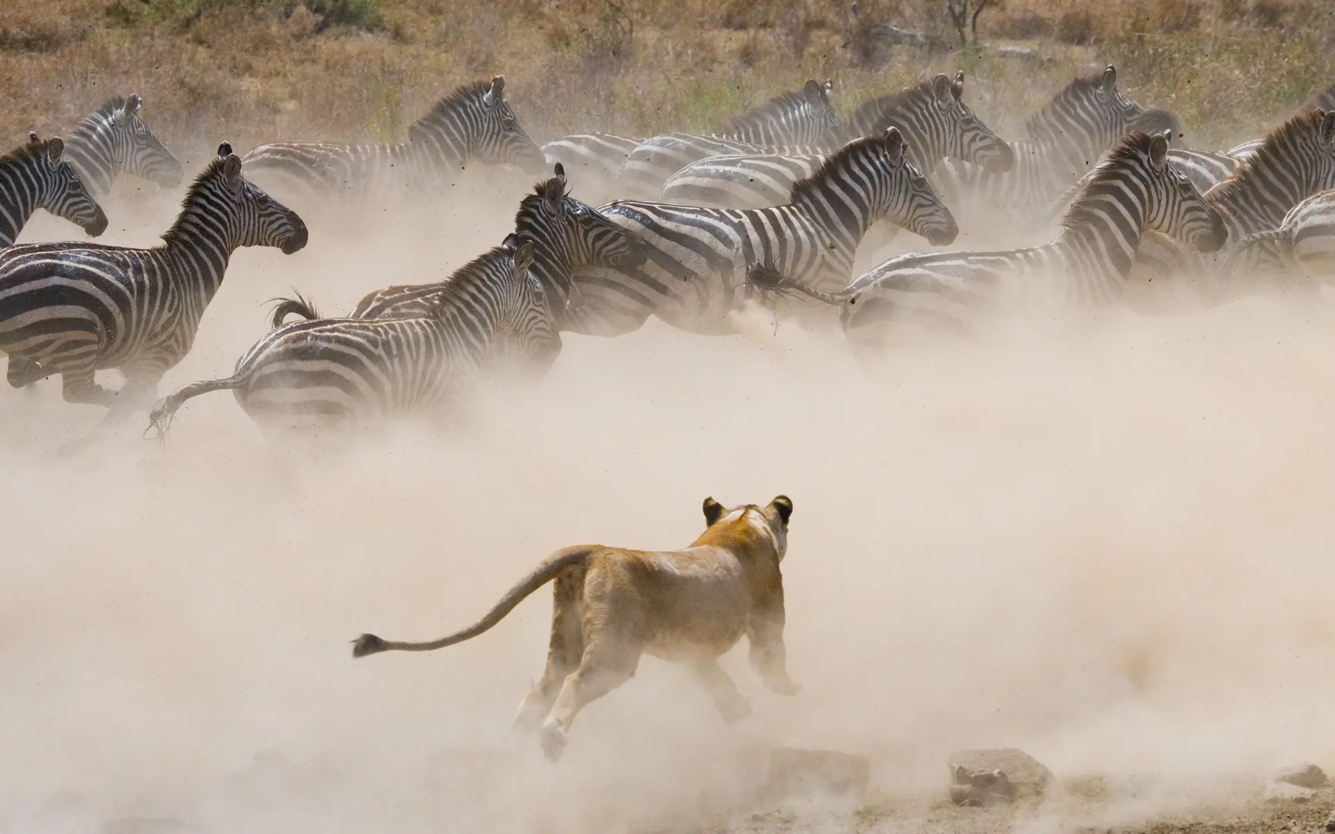 serengeti-great-migration