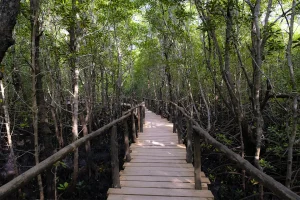 taxidi sti zanzibari