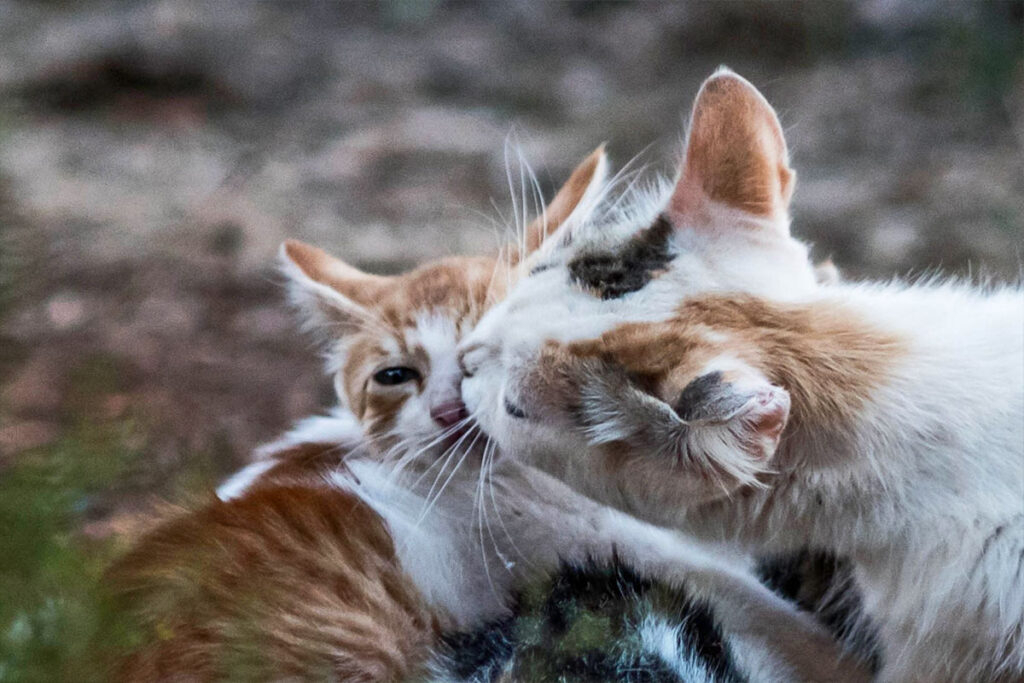 transformational retreat in crete