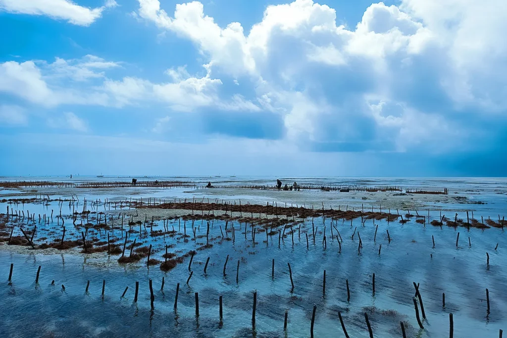 taxidi sti zanzibari