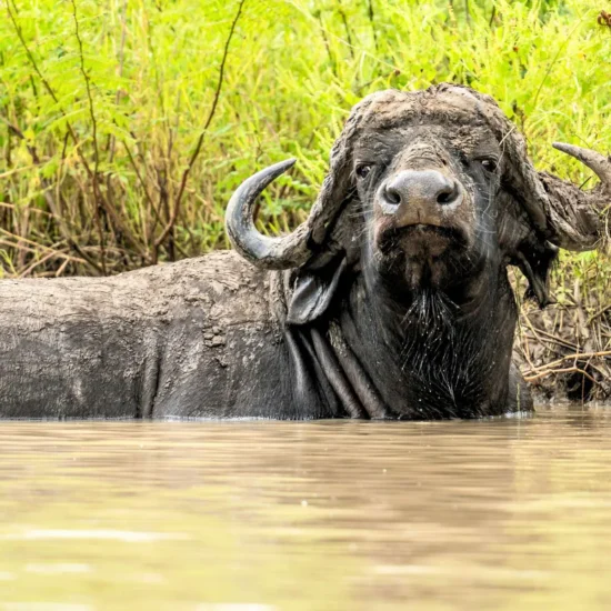 Σαφάρι στην Τανζανία
