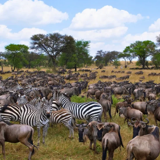 Σαφάρι στην Τανζανία