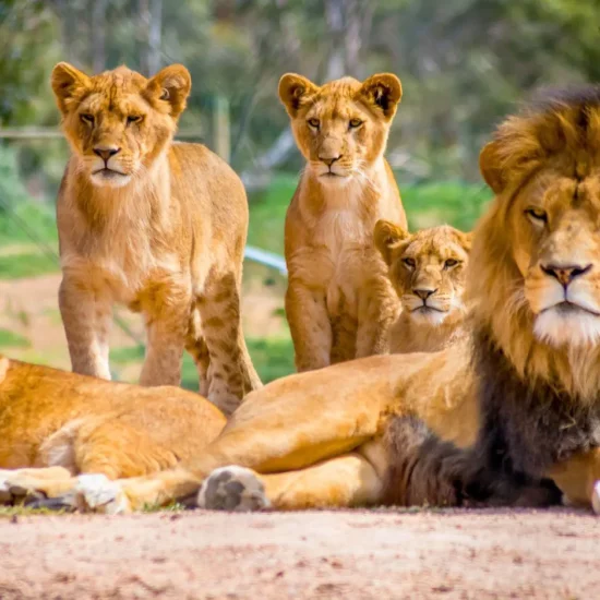 Αγέλη λιονταριών στο φυσικό τους περιβάλλον – σύμβολο της άγριας ζωής που απειλείται με εξαφάνιση