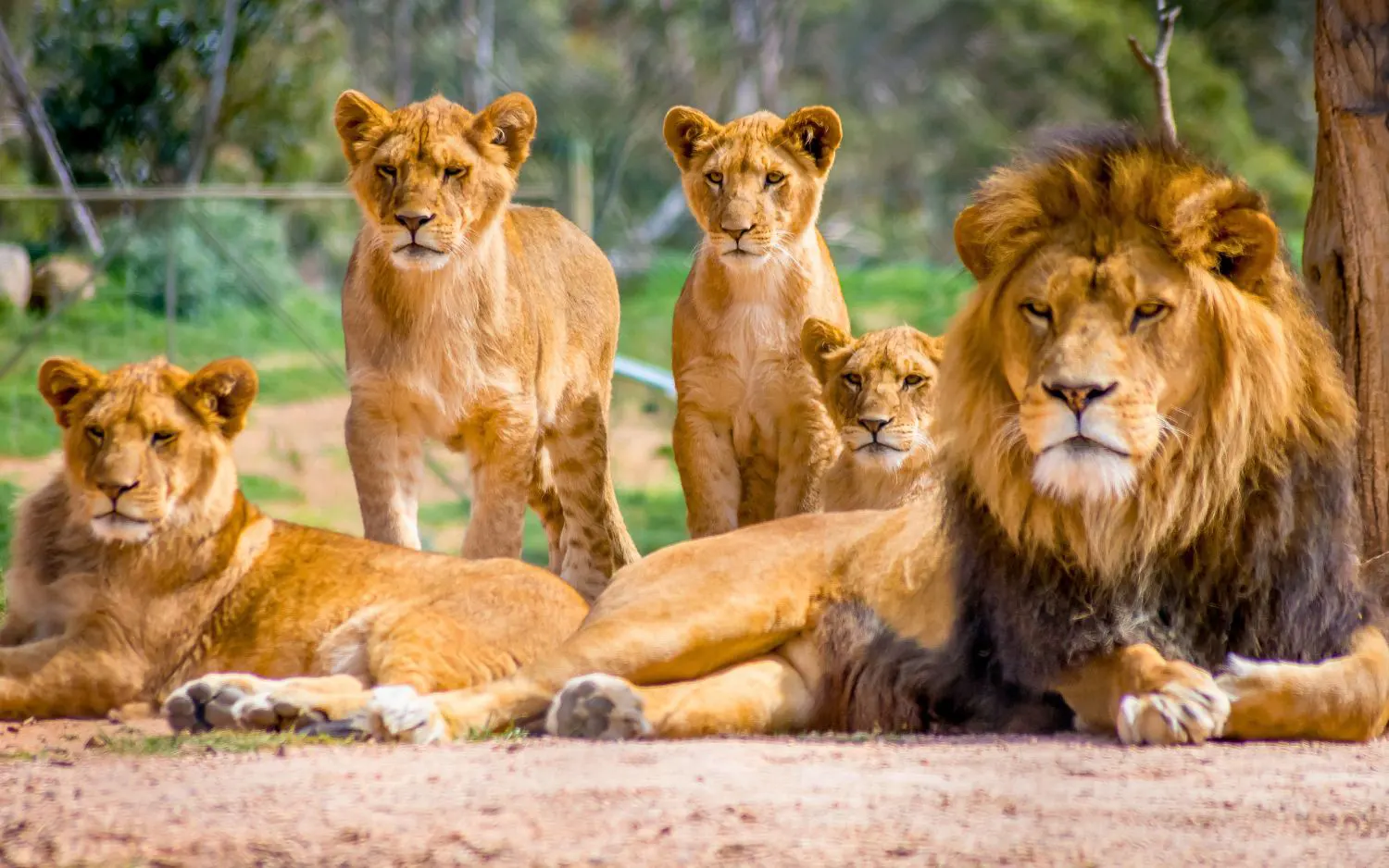 Αγέλη λιονταριών στο φυσικό τους περιβάλλον – σύμβολο της άγριας ζωής που απειλείται με εξαφάνιση
