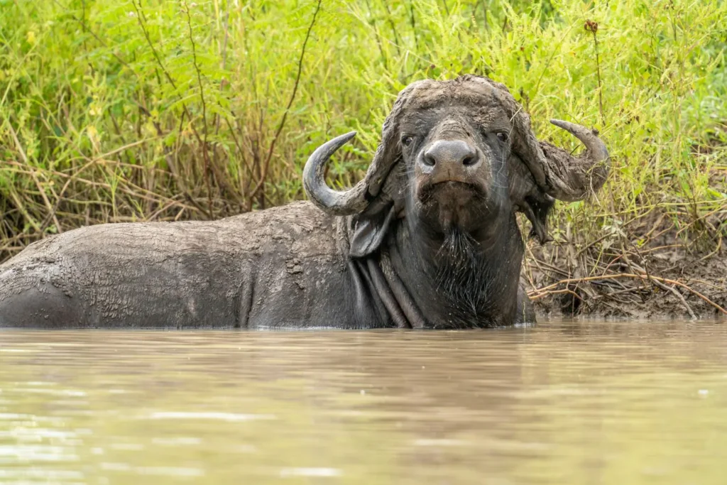 Τανζανία – Ζανζιβάρη Χριστούγεννα Σαφάρι 2025