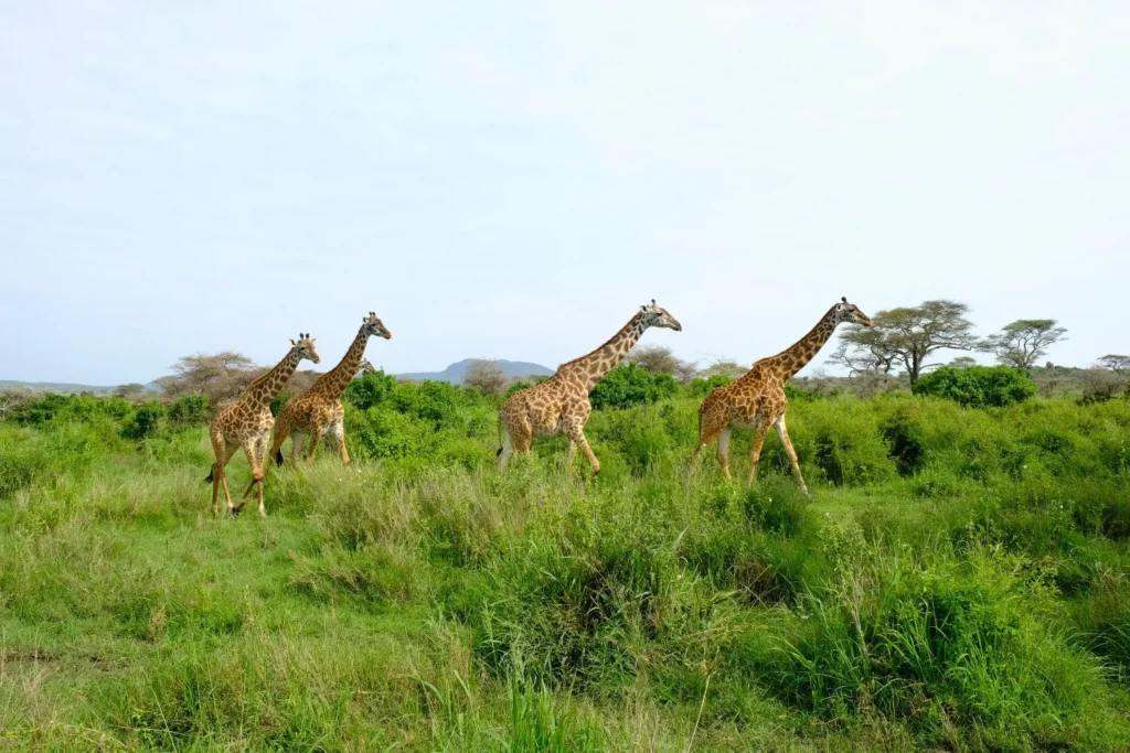 Τανζανία – Ζανζιβάρη Χριστούγεννα Σαφάρι 2025