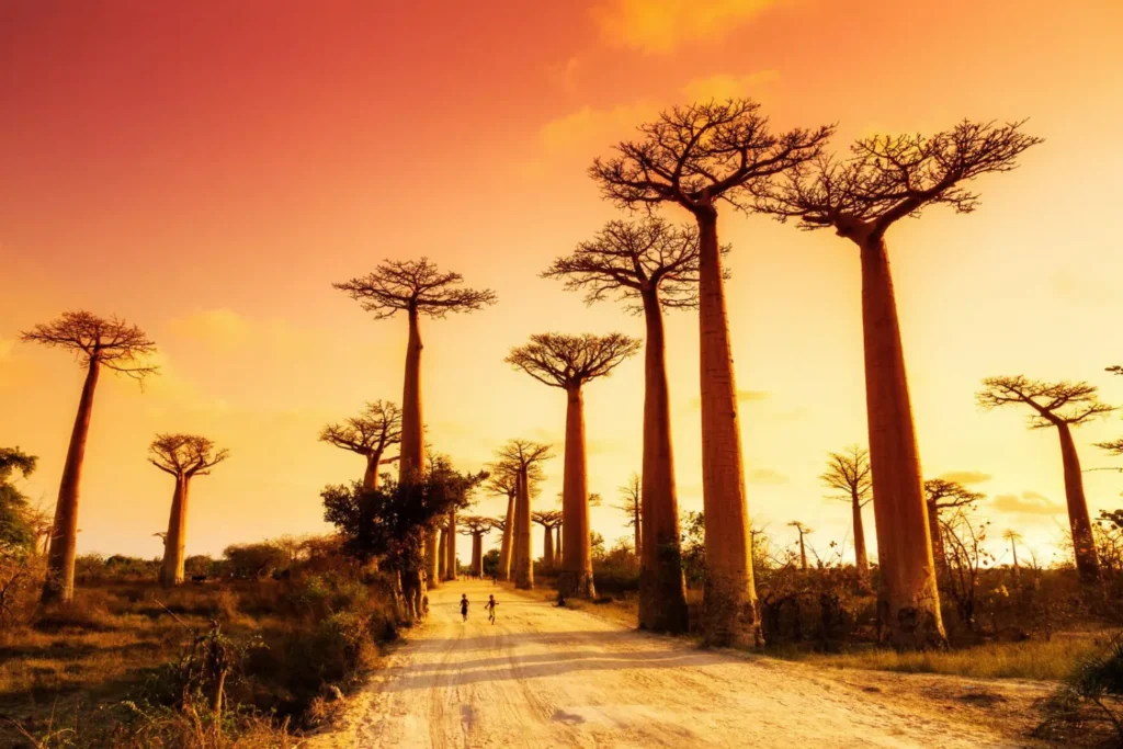 Tαξίδι στη Μαδαγασκάρη - Xploristas