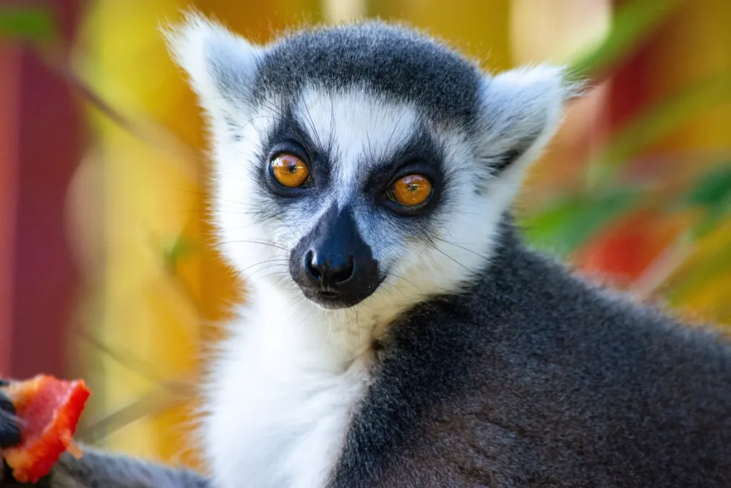 Tαξίδι στη Μαδαγασκάρη - Xploristas