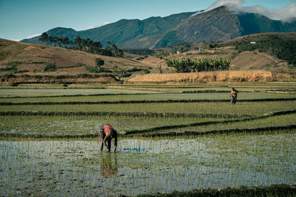 Χωράφια ρυζιού στη Μαδαγασκάρη