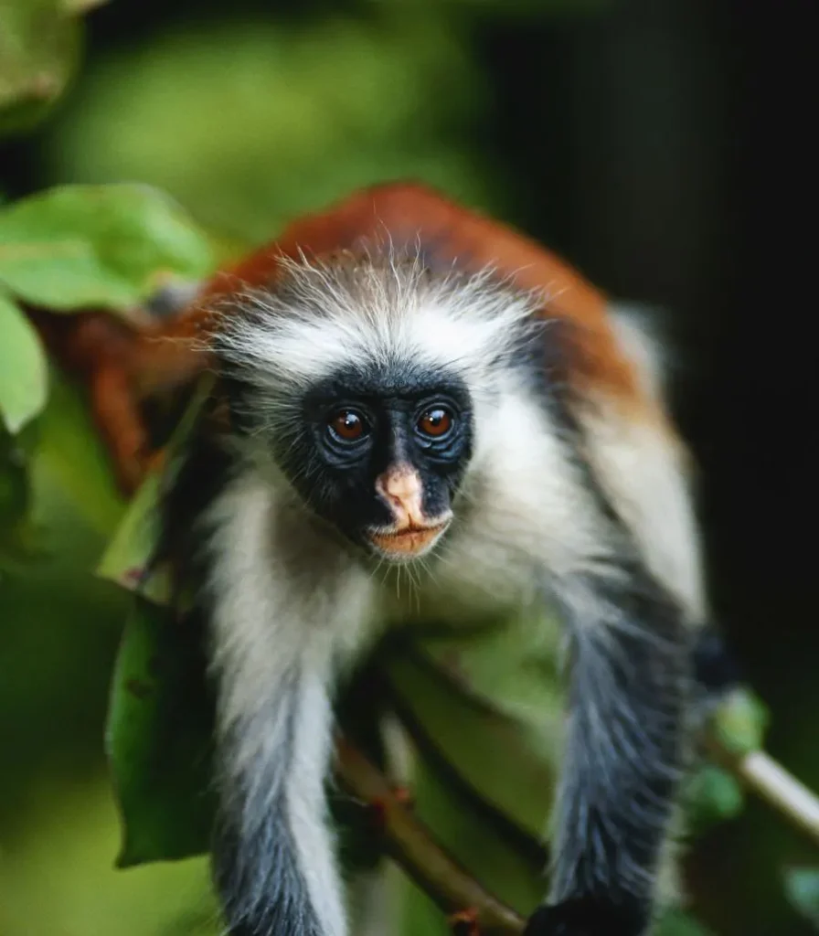 Ζανζιβάρη: Red Colobus monkey