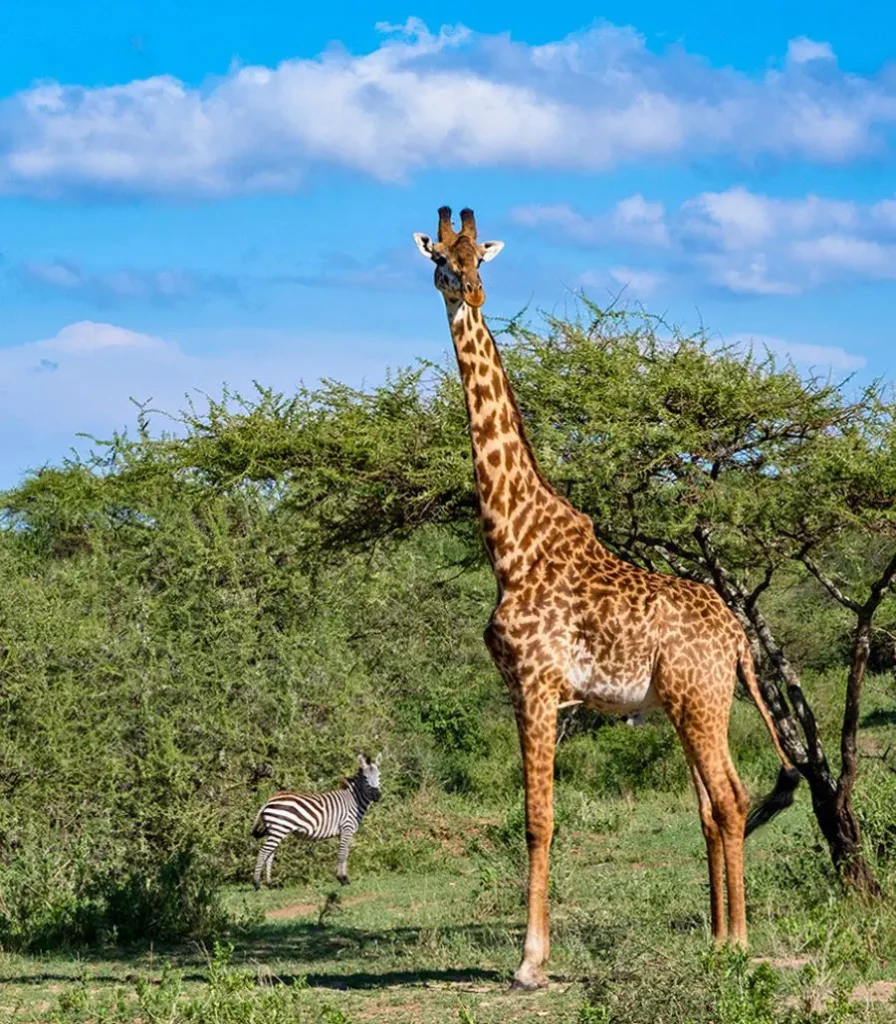 Σαφάρι στην Τανζανία