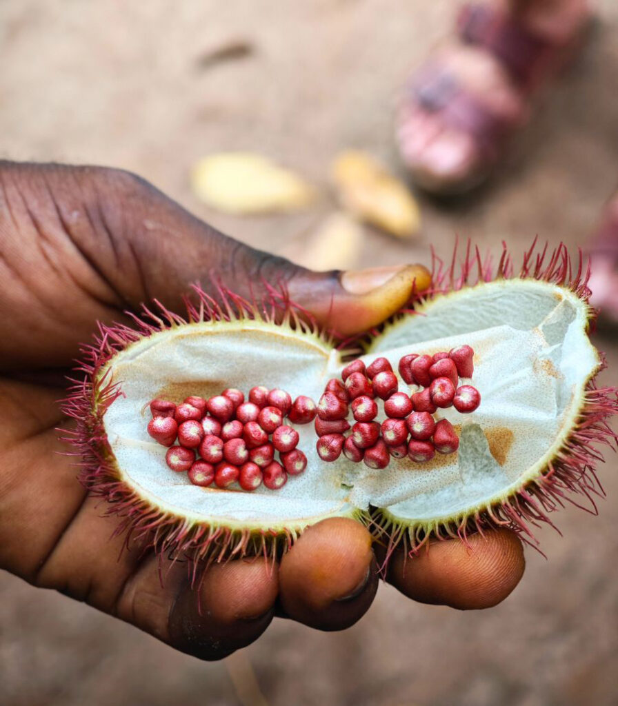 Μπαχαρικά της Ζανζιβάρης