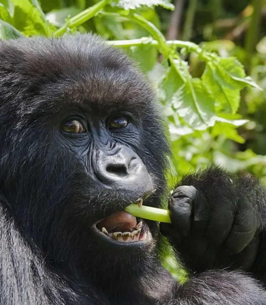 mountain-gorilla-eating Ορεινός γορίλας τρώει ένα πράσινο βλαστό ανάμεσα στην πυκνή βλάστηση